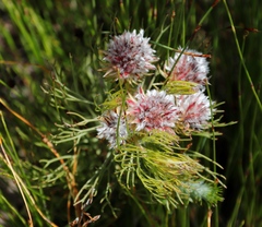 Serruria phylicoides