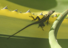 Anolis sagrei