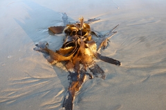 Eisenia arborea