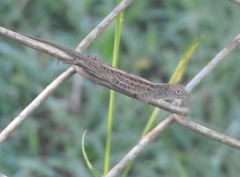 Anolis sagrei