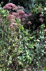 Valeriana officinalis