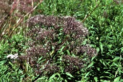 Valeriana officinalis