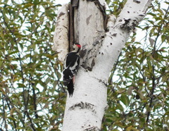 Dendrocopos syriacus
