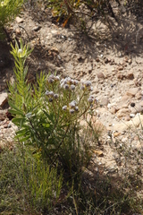 Serruria phylicoides