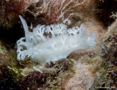 Tritoniopsis elegans