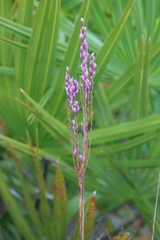 Liatris quadriflora