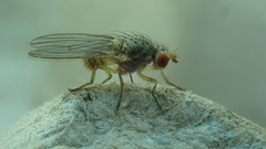 Schizophora