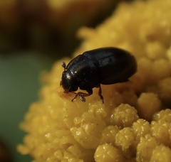 Brassicogethes aeneus