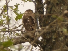 Accipiter bicolor
