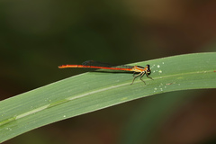 Argiocnemis rubescens