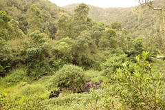 Passerina falcifolia