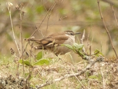 Cinclodes albiventris