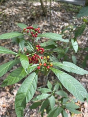 Psychotria tenuifolia