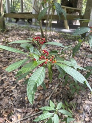 Psychotria tenuifolia
