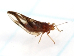 Phylloplecta tripunctata