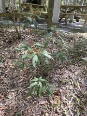Psychotria tenuifolia