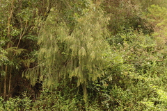 Passerina falcifolia