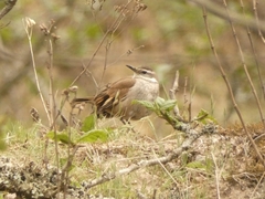 Cinclodes albiventris