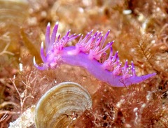 Flabellina affinis