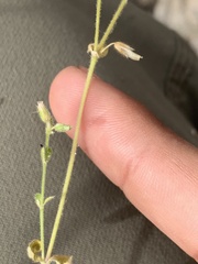 Cerastium glomeratum