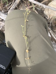 Cerastium glomeratum