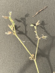 Cerastium glomeratum