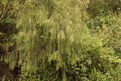 Passerina falcifolia