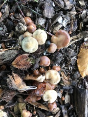 Psilocybe cyanescens