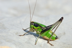 Eupholidoptera chabrieri