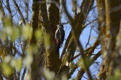 Dendrocopos major numidus