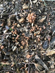 Psilocybe cyanescens