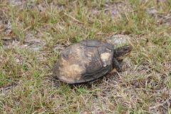 Terrapene carolina major