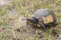 Terrapene carolina major