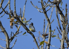 Cyanistes teneriffae