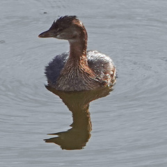 Podilymbus podiceps