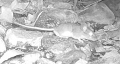 Peromyscus gambelii