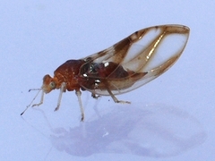 Phylloplecta tripunctata