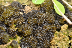 Enchylium tenax ceranoides