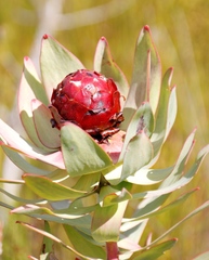Leucadendron tinctum