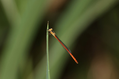 Argiocnemis rubescens