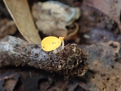 Calycina claroflava