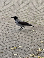 Corvus cornix