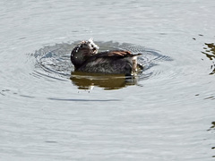 Podilymbus podiceps