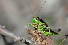 Eupholidoptera chabrieri