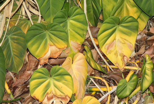 Philodendron hederaceum observed 2022-10-07