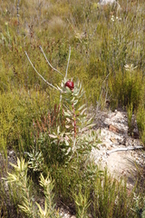 Leucadendron tinctum