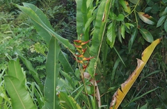 Heliconia latispatha