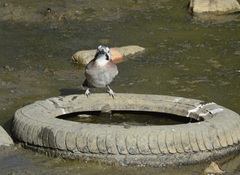 Garrulus glandarius cervicalis