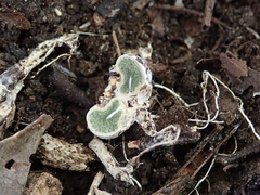 Boninogaster phalloides