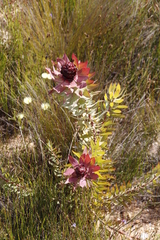 Leucadendron tinctum